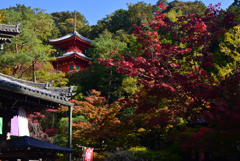 241121d今熊野観音寺11