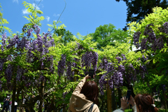 250429c萬葉植物園19