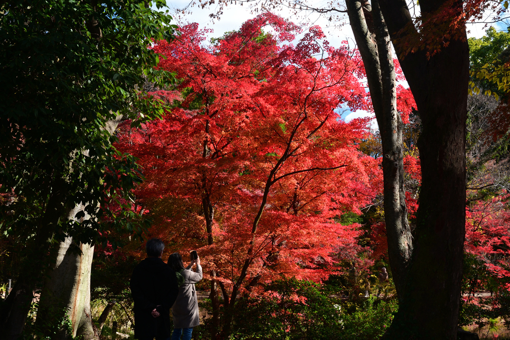 231202a京都植物園51