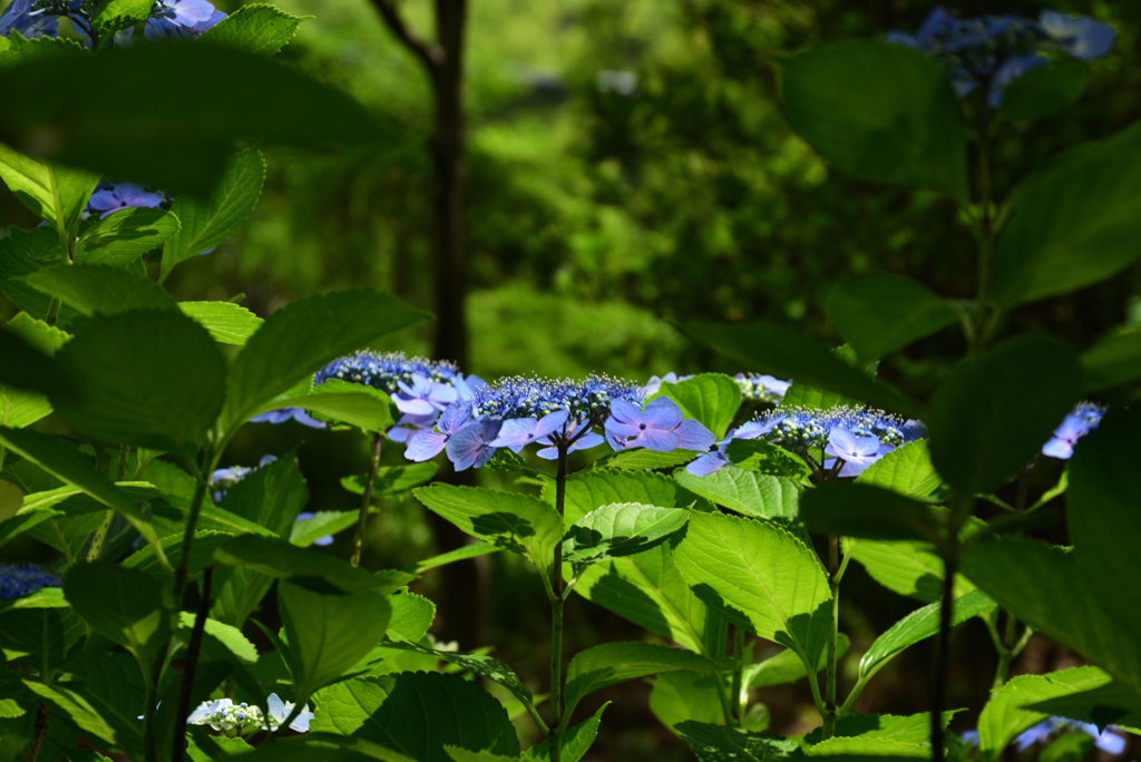 200615万博公園26