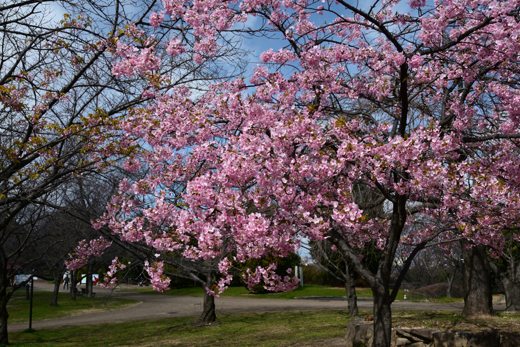 240302鶴見緑地10