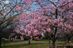 240302鶴見緑地10