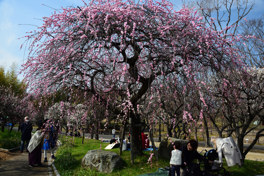 190302a万博公園68