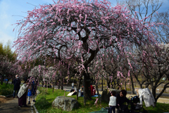 190302a万博公園68