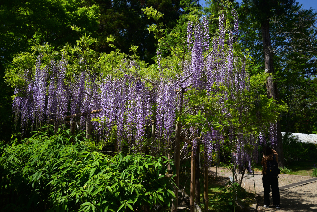 220425c萬葉植物園01