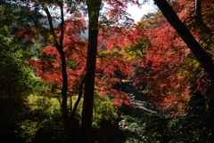 201117正暦寺18
