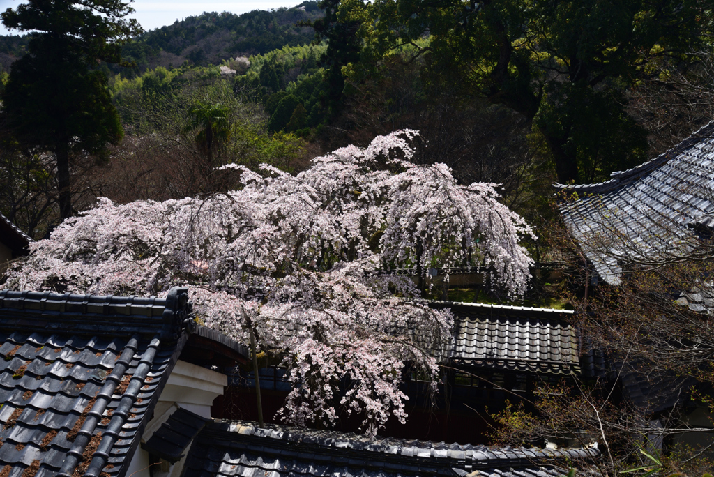 220401a十輪寺14
