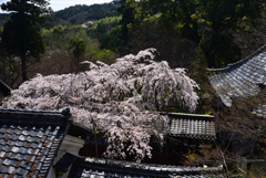 220401a十輪寺14