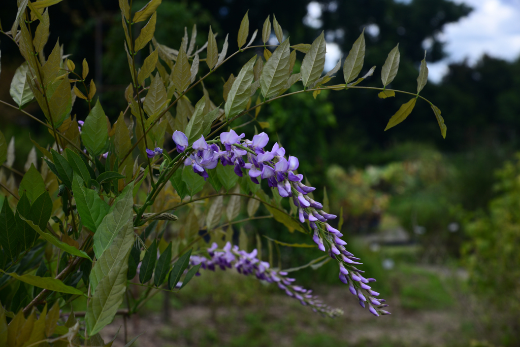 240823京都植物園43