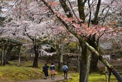 200329a奈良公園25