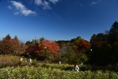 181107a比叡山21