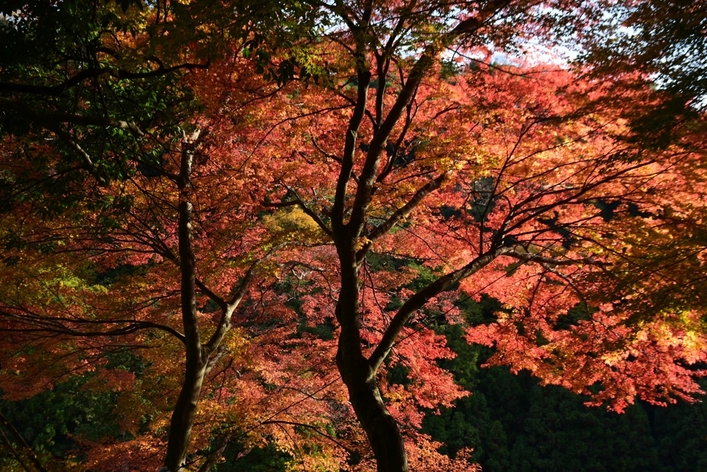 171125c白髭神社87