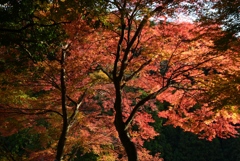 171125c白髭神社87