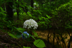 240629b久米寺23