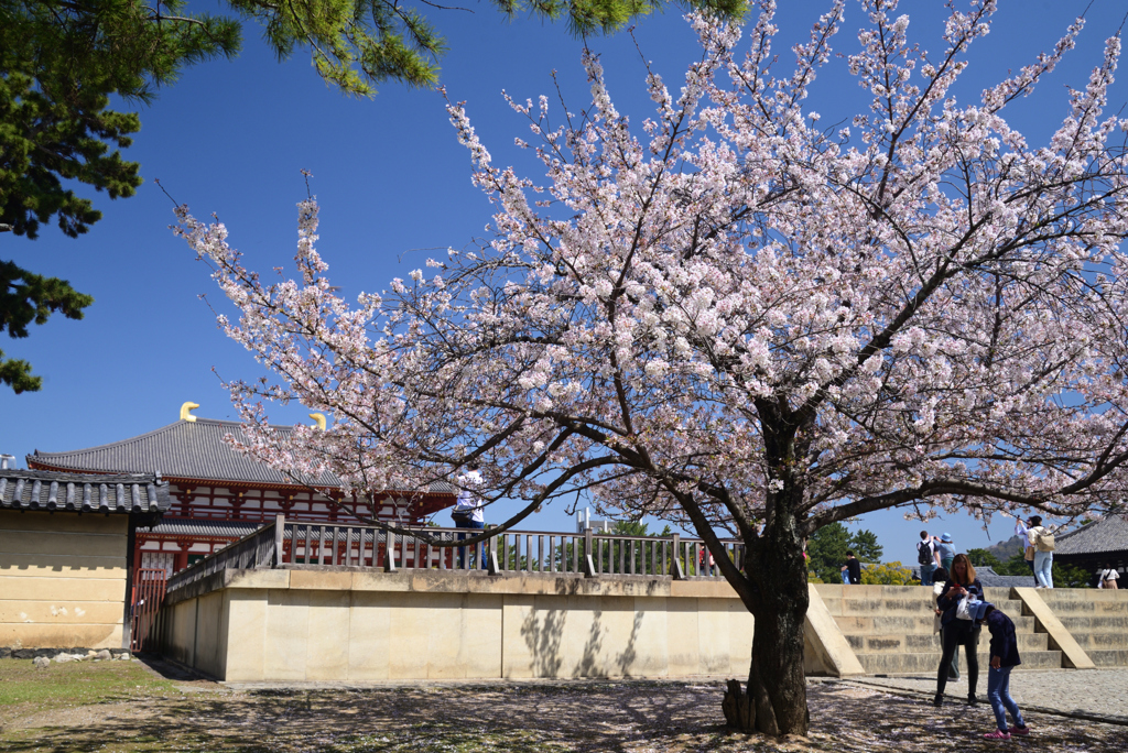 230401奈良公園02