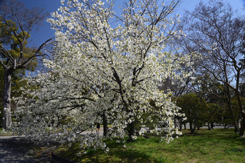 220405a京都御苑01