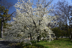 220405a京都御苑01