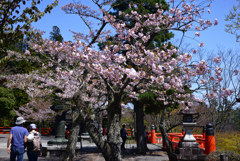 240414c鞍馬寺32