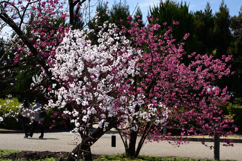 230320a京都植物園31