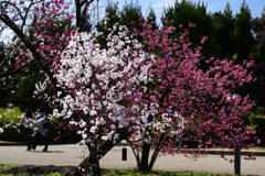 230320a京都植物園31