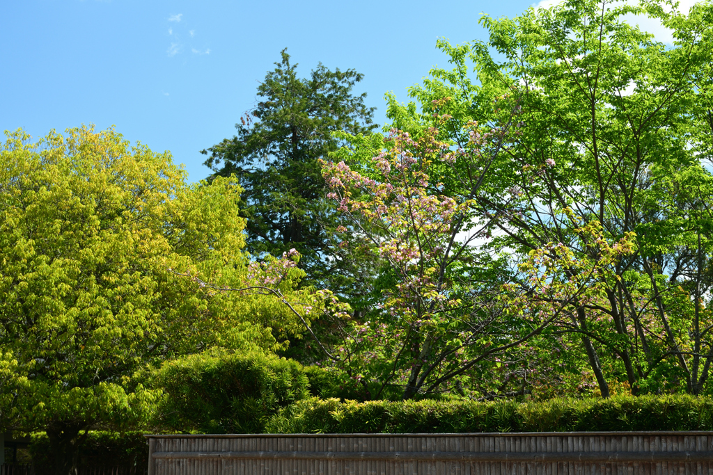 250429a奈良公園05