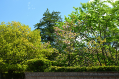 250429a奈良公園05