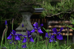 220422梅宮大社02