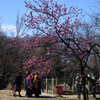 200320h京都御苑04