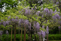 190428b萬葉植物園24
