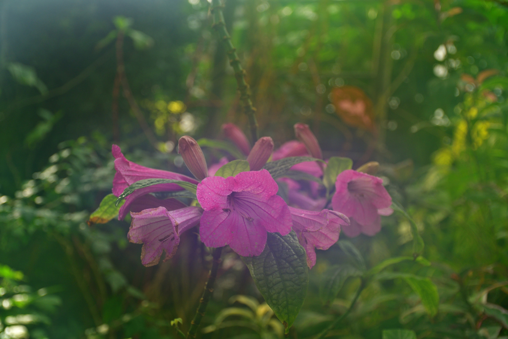 260131b京都植物園01