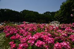 200524長居植物園31