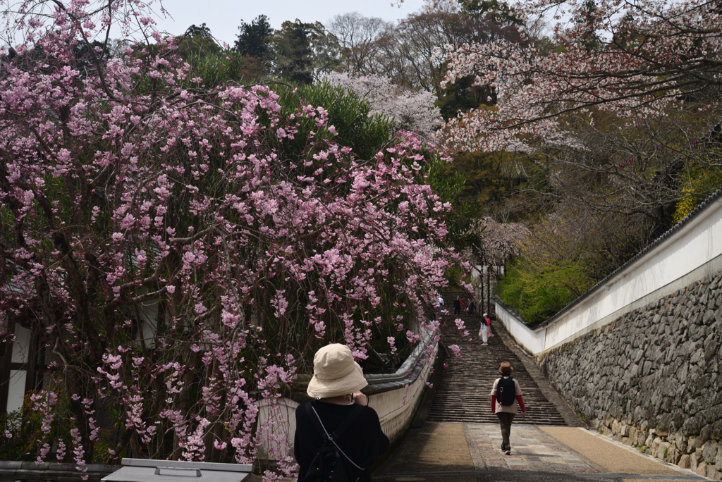 240406a長谷寺06