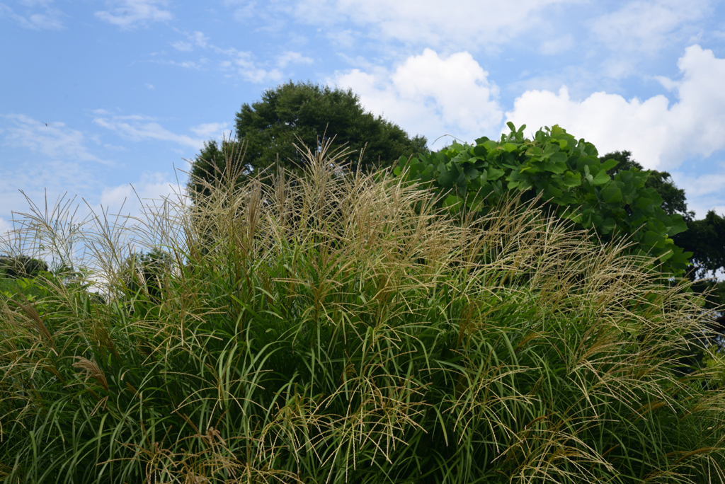 220823京都植物園48