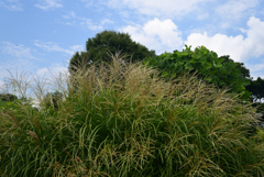 220823京都植物園48
