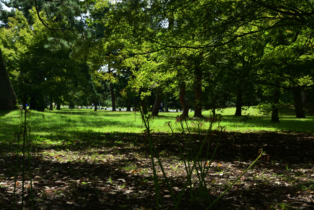 231006g京都御苑10