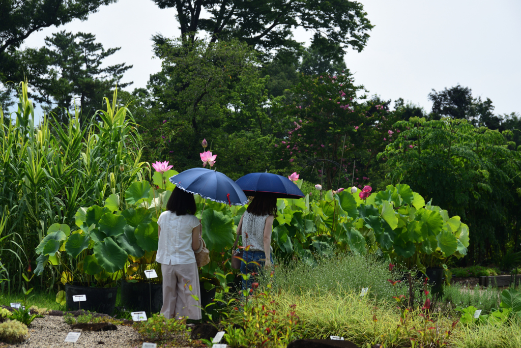 200805京都植物園40