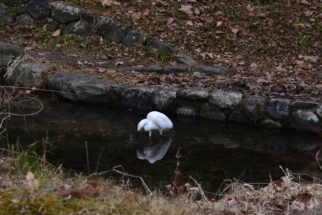 250228京都植物園08