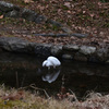 250228京都植物園08