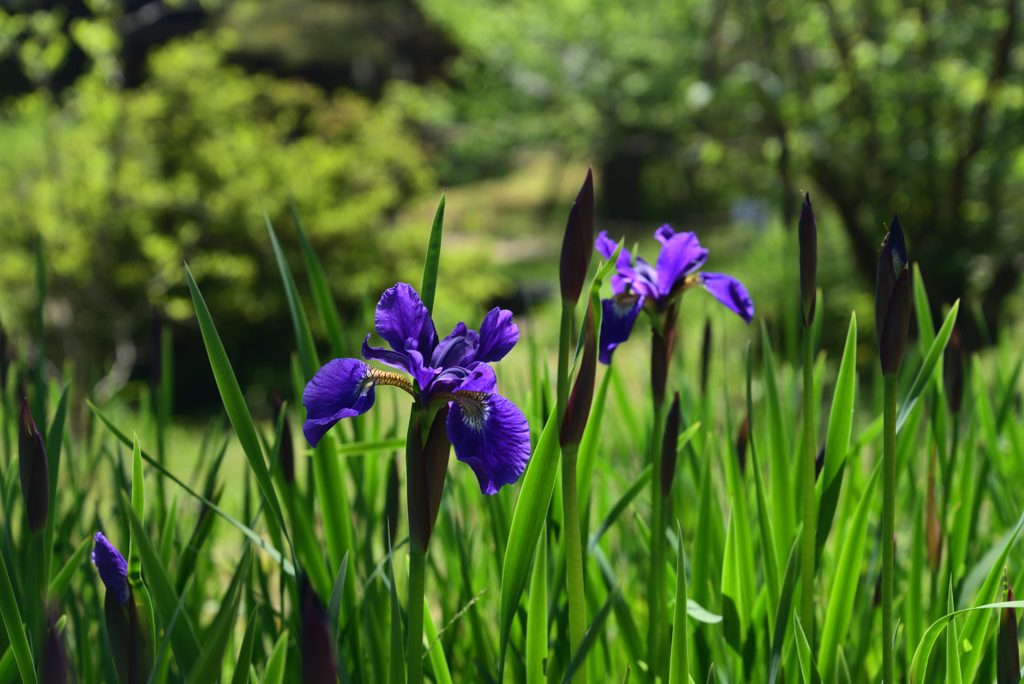 220425c萬葉植物園07