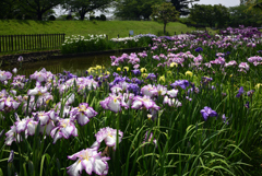 200602a白鷺公園27