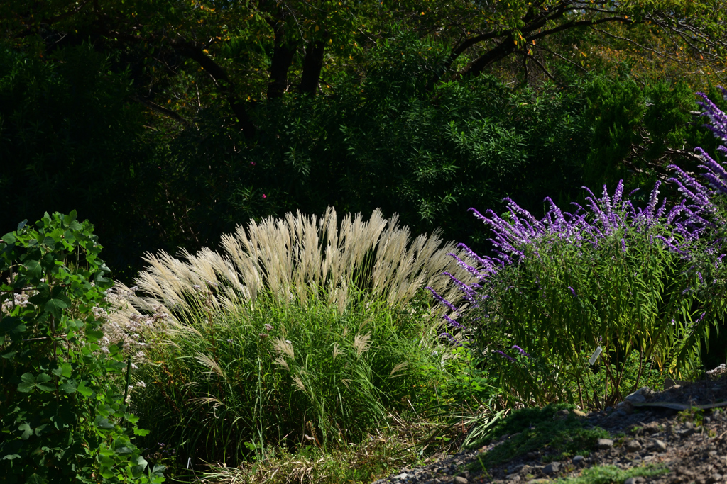 211002京都植物園41