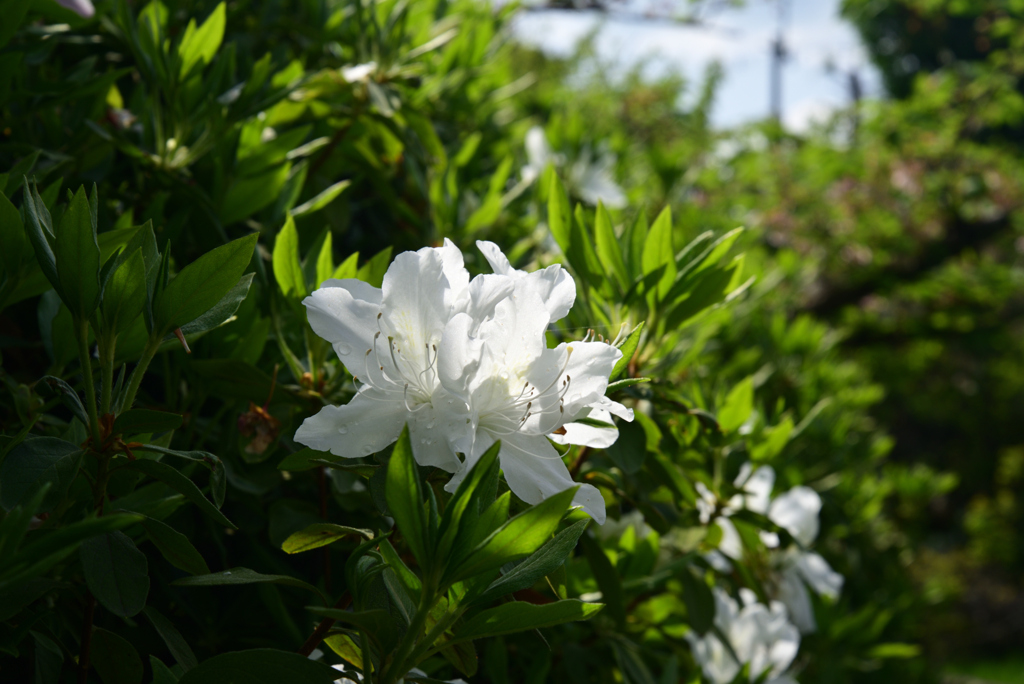 220422梅宮大社33