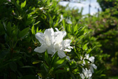 220422梅宮大社33