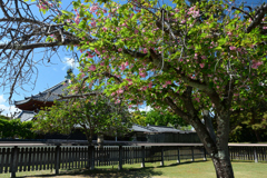 250429a奈良公園01
