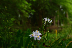 200520京都植物園51