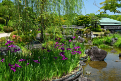 250605b大仙公園04