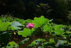 230825京都植物園04