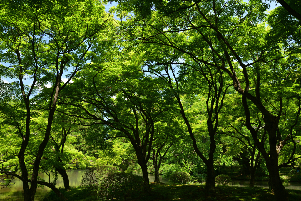 220518京都植物園16
