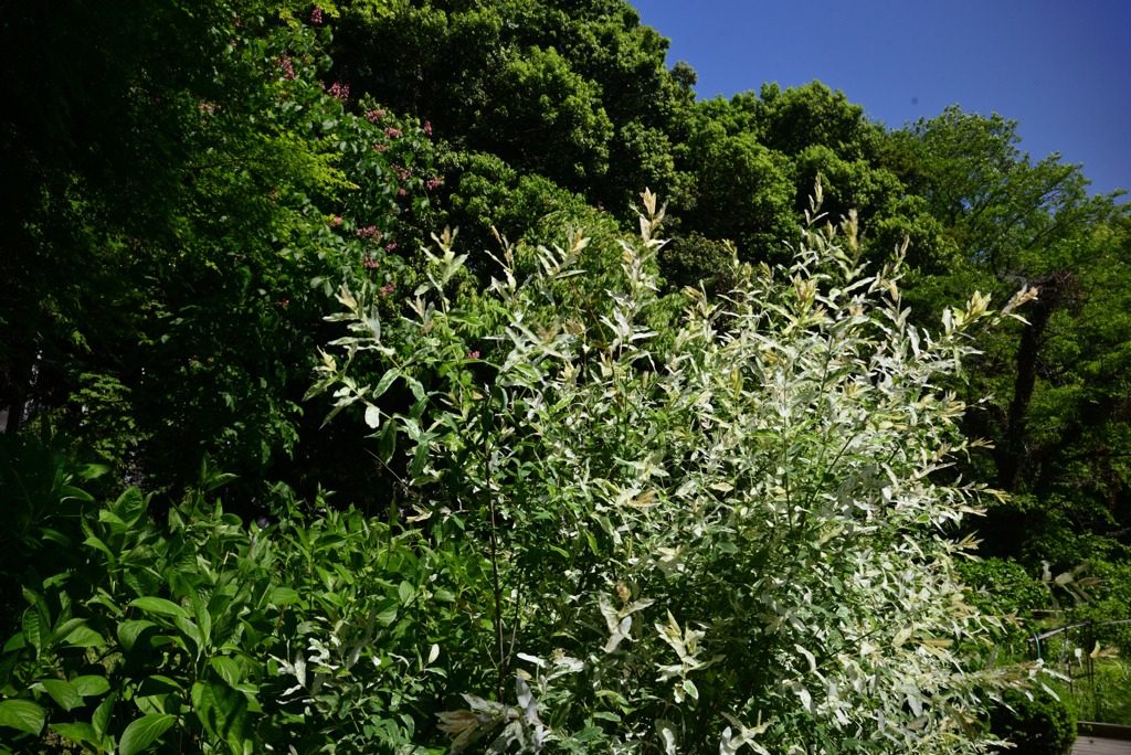 240510b京都植物園22