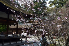 180318a平野神社10+